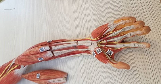 اولین مولاژ هوشمند سالن تشریح دانشکده پزشکی